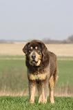 DOGUE DU TIBET 324